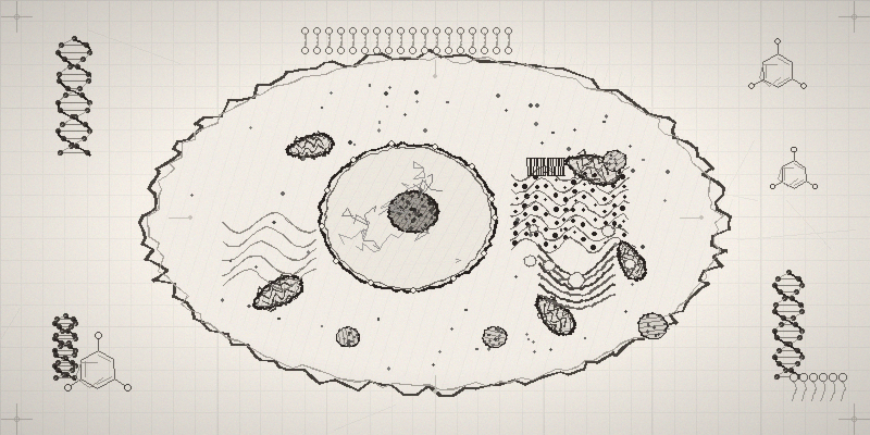 Cell biology illustration